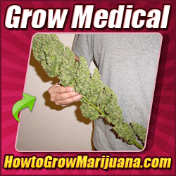 How to Grow Weed